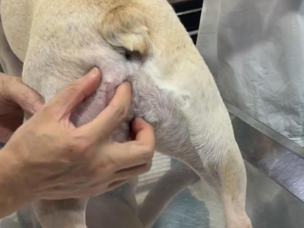 新瑞鹏旗下上海顽皮家族虹桥总院完成高难度皮瓣修复手术——宠物肿瘤外科新高度 