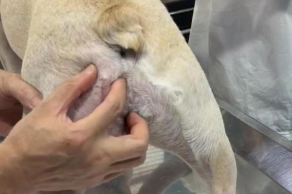 新瑞鹏旗下上海顽皮家族虹桥总院完成高难度皮瓣修复手术——宠物肿瘤外科新高度 