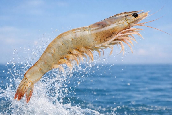 钱大妈海捕大虾，-196℃下的鲜味定格 