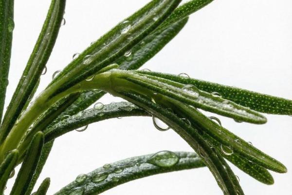  从天然植物到实验室提取：VOYMEKA产品原料的全球寻源之旅 