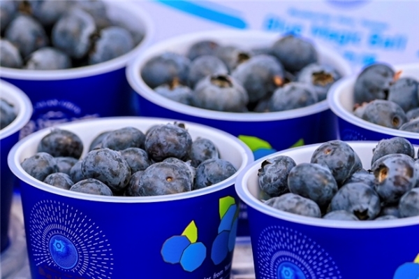 首届澄江蓝莓品牌发布会，顺丰五大赋能铺就农业品牌“出圈”