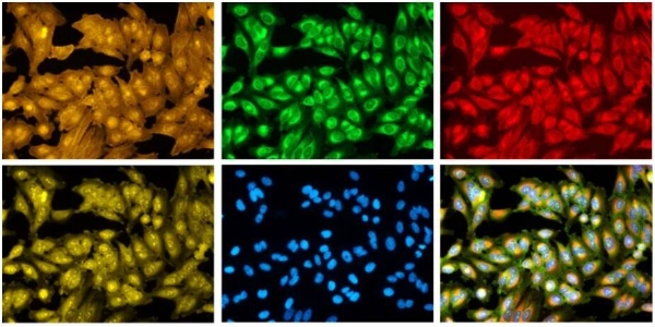 先正达集团: 融合分子技术与人工智能 加速原研植保技术创新 
