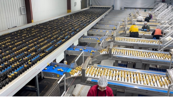 新西兰宝石红奇异果空运首发中国 佳沛2026产季正式拉开序幕 