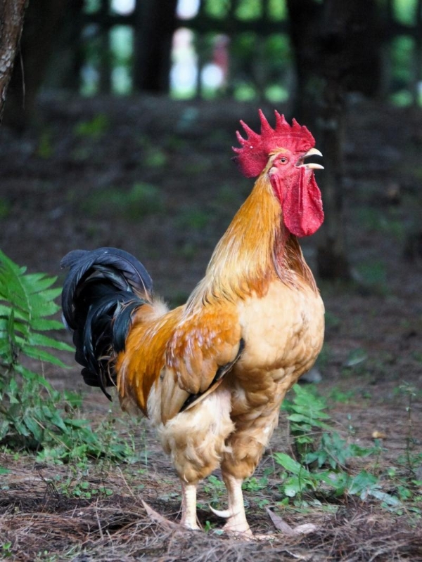 过中国年，就吃中华土鸡！餐桌 C 位硬菜，以百种风味敬团圆 