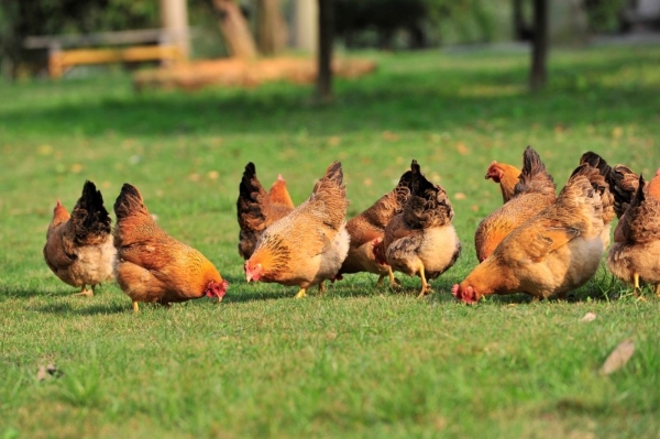 过中国年，就吃中华土鸡！餐桌 C 位硬菜，以百种风味敬团圆 