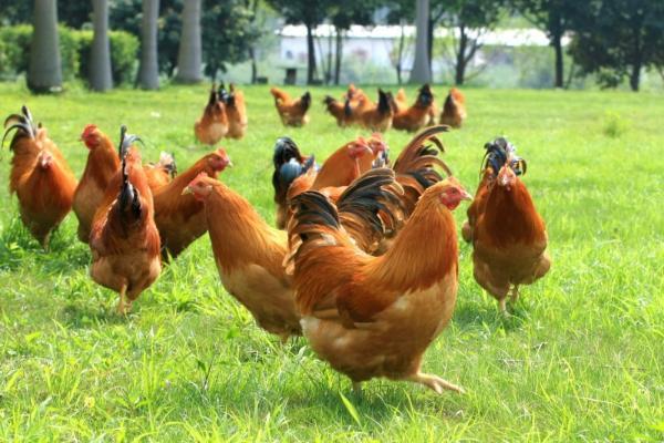 过中国年，就吃中华土鸡！餐桌 C 位硬菜，以百种风味敬团圆 