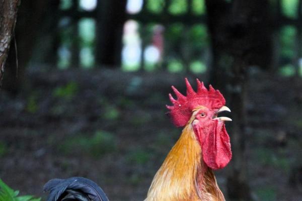 过中国年，就吃中华土鸡！餐桌 C 位硬菜，以百种风味敬团圆 