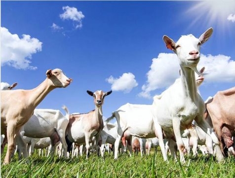 调理肠胃较好的奶粉排名：主流品牌对比哪款更适合你家宝宝 