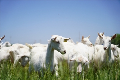 探索优质羊奶粉：哪个牌子更适合敏宝体质？ 