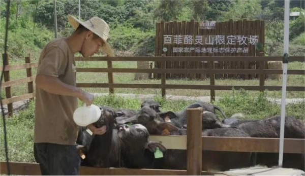 深耕地方特色，成就国民品牌——百菲乳业的市场崛起与消费者信赖 