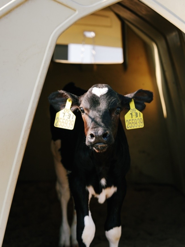 认养一头牛再添发明专利，以基因科技助力育种升级