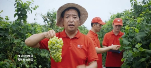 从填补空白到定义标准：葡口如何用8年重塑中国果肉果汁赛道 