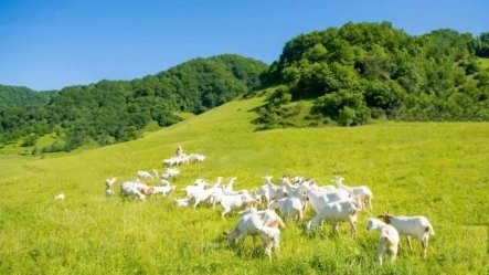 佳贝艾特悦白三段奶粉：专注好消化吸收与免疫力进阶