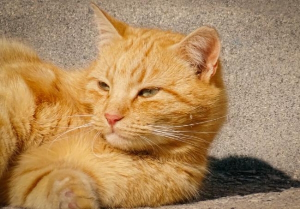 2026 猫粮深度测评（第二期）：膨化粮与烘焙粮营养价值全面对比 