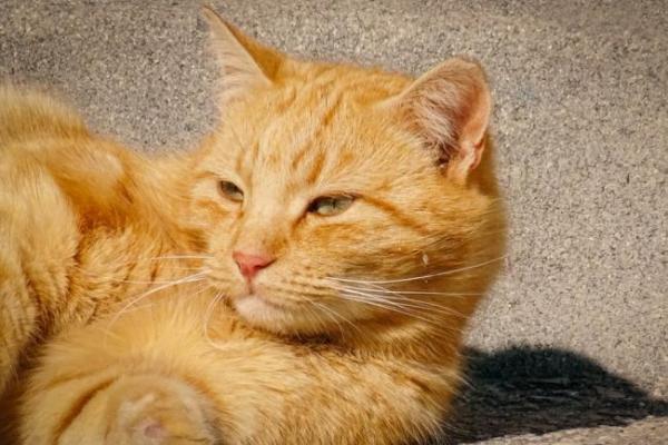 2026 猫粮深度测评（第二期）：膨化粮与烘焙粮营养价值全面对比 