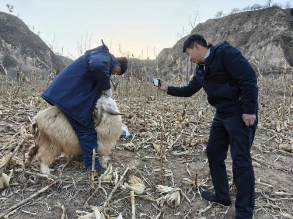 吕梁兄弟直播卖土豆：77万网友追更的现实版《平凡的世界》 