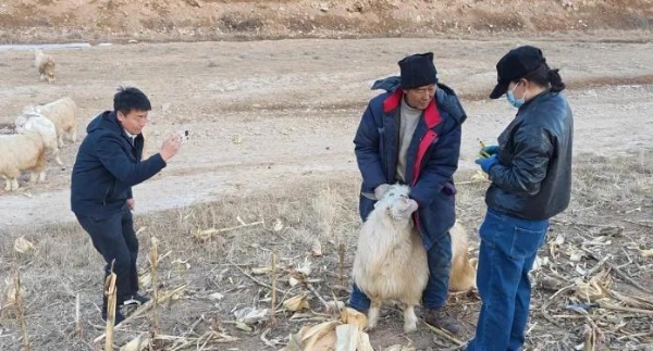 吕梁兄弟直播卖土豆：77万网友追更的现实版《平凡的世界》 