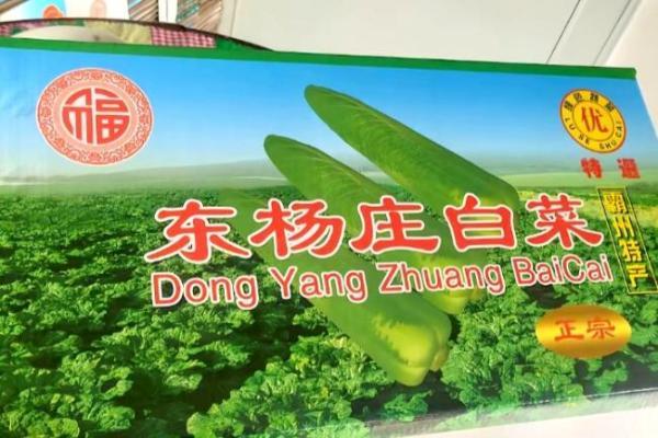 掌御台球杆遇上绿色绍菜：霸州以赛为媒绘就乡村振兴新图景