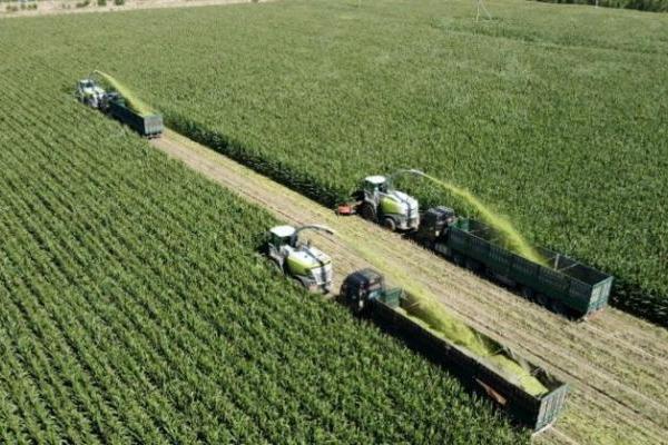 认养一头牛再添发明专利，以基因科技助力育种升级