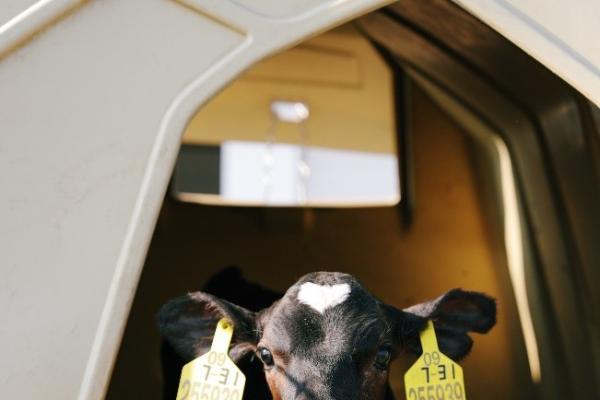 认养一头牛再添发明专利，以基因科技助力育种升级