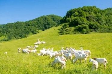 佳贝艾特悦白三段奶粉：专注好消化吸收与免疫力进阶