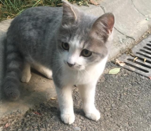 2026年一季度猫粮榜单：20万+实测，八大高性价比猫粮排名 