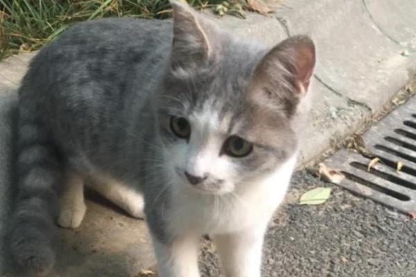 2026年一季度猫粮榜单：20万+实测，八大高性价比猫粮排名 