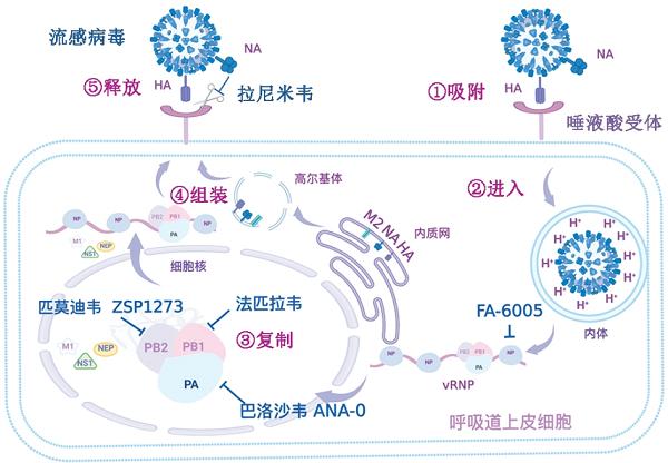 乙流占比超过80%，家有孕妇和小宝宝该如何应对？ 