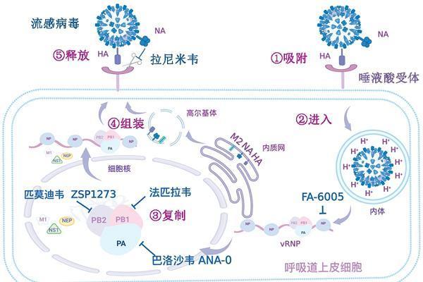 乙流占比超过80%，家有孕妇和小宝宝该如何应对？ 