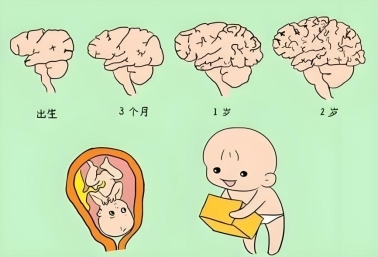 什么奶粉胆碱含量最高？提高大脑发育的奶粉科学挑选指南 
