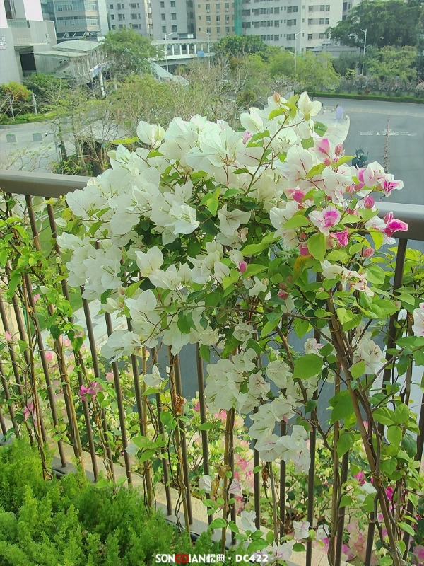 愚人节整蛊不糊片：松典相机轻松搞定 