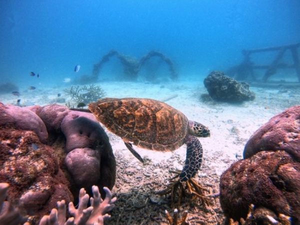 探索天鹅岛深处，在月之影度假村守护海龟
