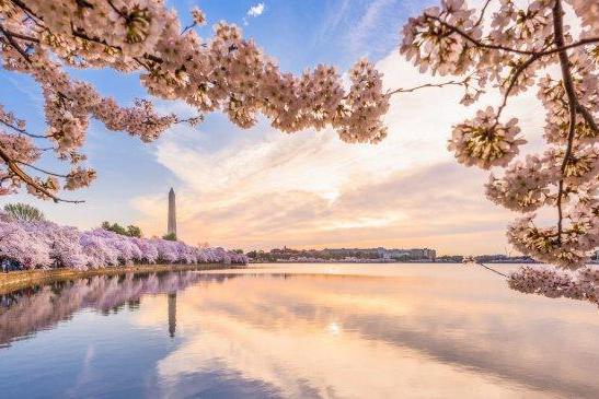 华盛顿特区即将迎来一年一度的美国国家樱花节 