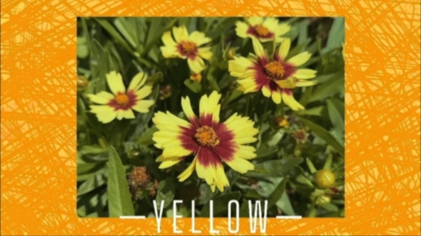 下楼走走，捡了一兜颜色回家 