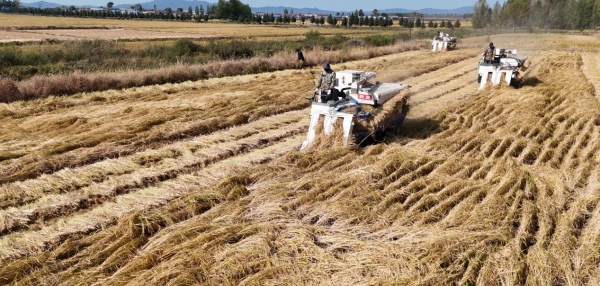 拌饭加盟店哪个品牌好？朴大叔拌饭的加盟商为什么抢着开二店？ 