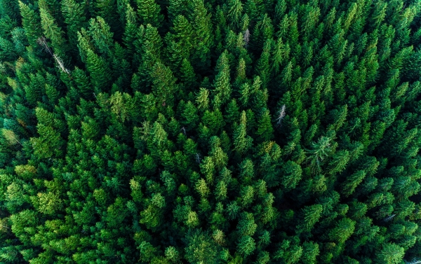 振森能源：“植”此青绿，绘就能碳脉络！ 
