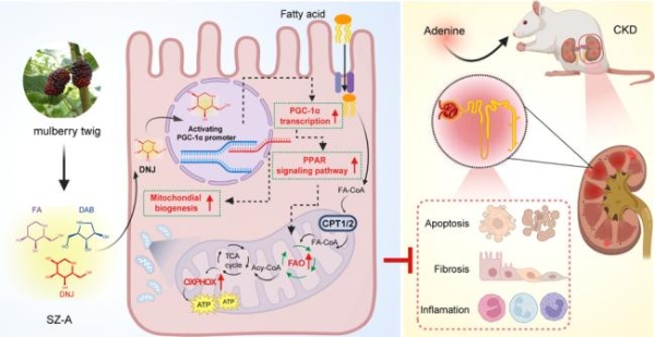 世界肾脏日 桑枝总生物碱发挥“糖-心-肾”共管 