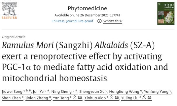 世界肾脏日 桑枝总生物碱发挥“糖-心-肾”共管 