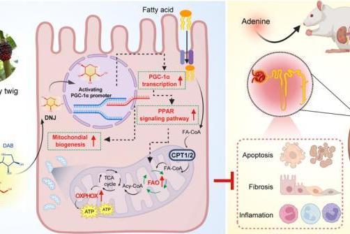 世界肾脏日 桑枝总生物碱发挥“糖-心-肾”共管 