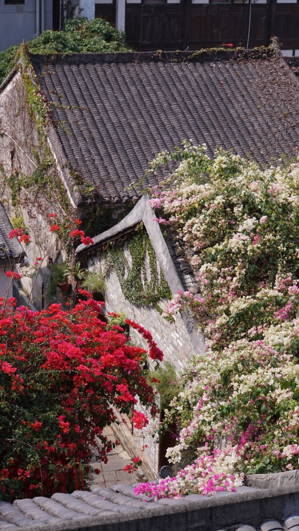  花融古村 文旅共生——华侨城甘坑古镇以三角梅激活湾区文旅新活力 