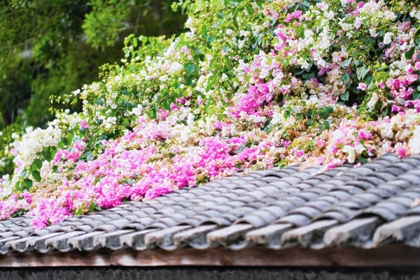  花融古村 文旅共生——华侨城甘坑古镇以三角梅激活湾区文旅新活力 