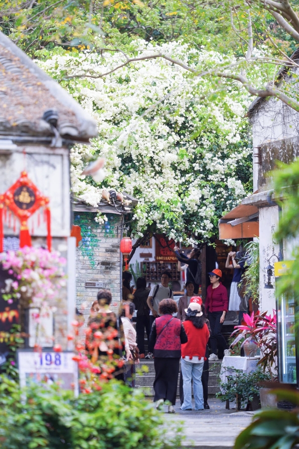  花融古村 文旅共生——华侨城甘坑古镇以三角梅激活湾区文旅新活力 