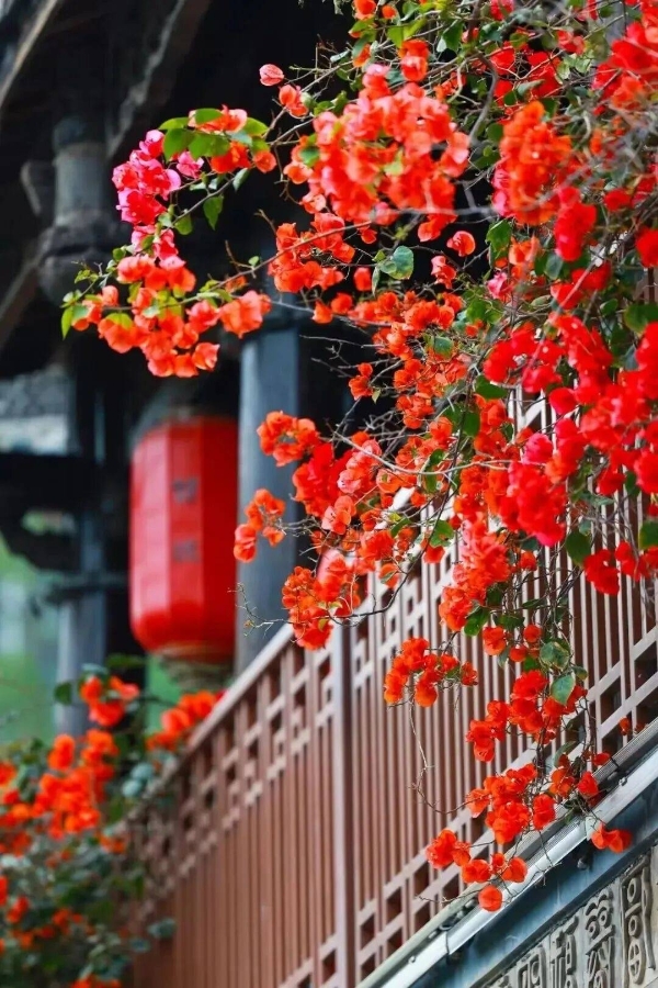  花融古村 文旅共生——华侨城甘坑古镇以三角梅激活湾区文旅新活力 