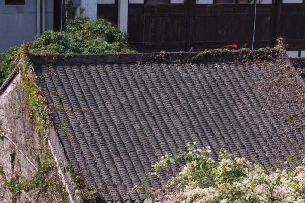  花融古村 文旅共生——华侨城甘坑古镇以三角梅激活湾区文旅新活力 