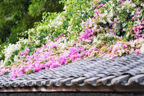  花融古村 文旅共生——华侨城甘坑古镇以三角梅激活湾区文旅新活力 