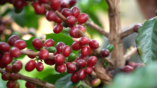 中国咖啡出海，一场全球咖啡产业链升级的缩影 