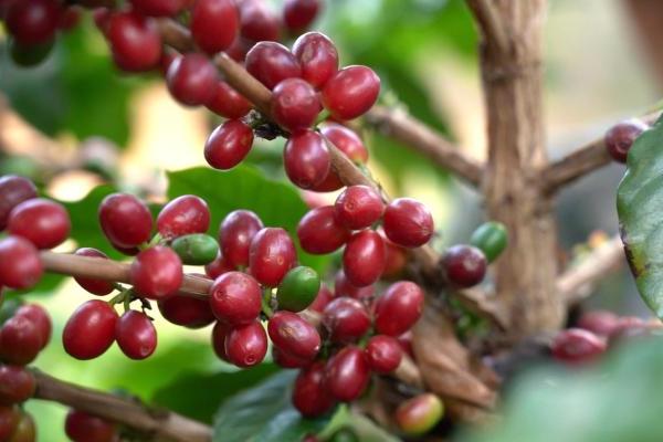 中国咖啡出海，一场全球咖啡产业链升级的缩影 