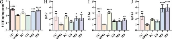 华大益生菌 BGI-N2：肠道“助推器”开启便秘舒缓新征程 