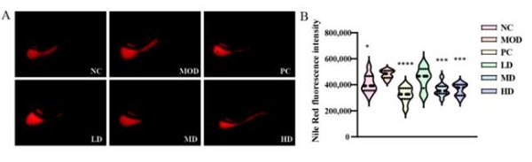 华大益生菌 BGI-N2：肠道“助推器”开启便秘舒缓新征程 