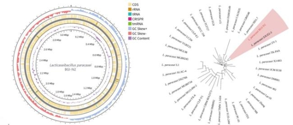 华大益生菌 BGI-N2：肠道“助推器”开启便秘舒缓新征程 